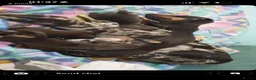Miniature Dachshund dogs for sale: Miniature dachshund  - Advert 3