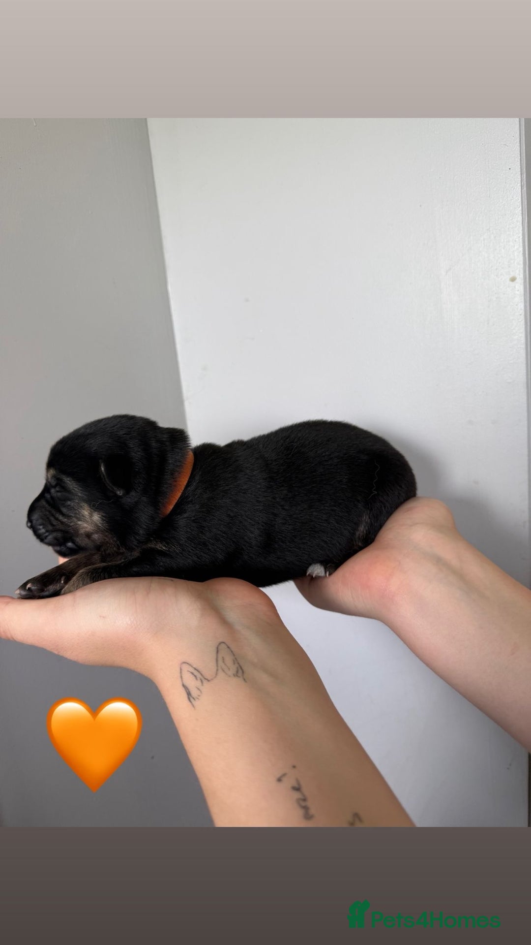 German Shepherd dogs for sale: Stunning German Shepherd/Utonagan Puppies  - Image 29
