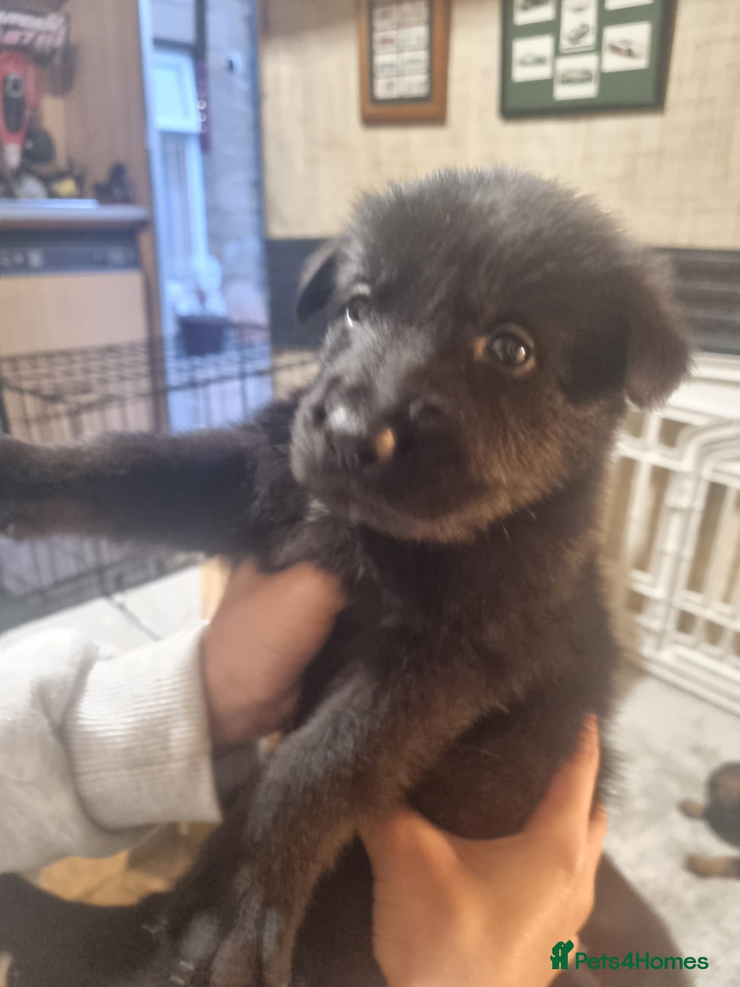 German Shepherd dogs for sale: German shepard pups - Image 13