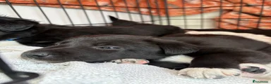 Mixed Breed Puppy 2