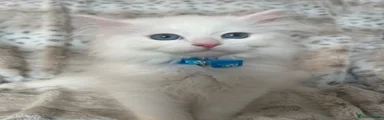 Siberian Kitten 3