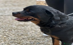 Rottweiler dogs for sale: 2 Stunning KC Pups Health Tested Parents  - Image 10