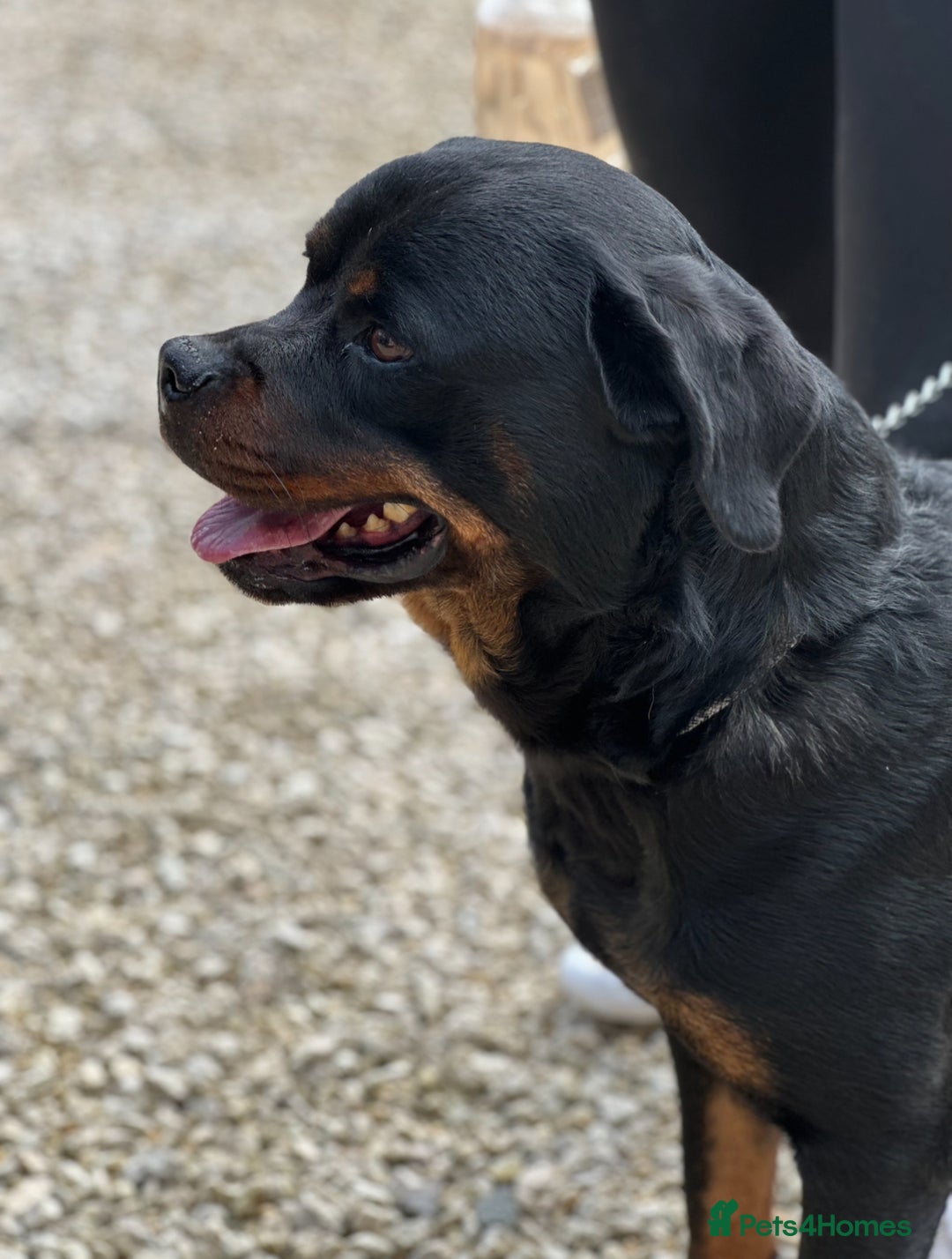 Rottweiler dogs for sale: 2 Stunning KC Pups Health Tested Parents  - Image 10