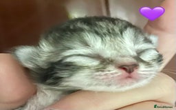 Siberian cats for sale: Hypoallergenic, fluffy, purebred healthy Siberians - Image 14