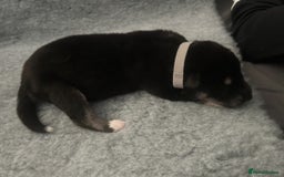 Siberian Husky dogs for sale: Lovely husky puppies, ready for new homes on 25/8 - Image 12