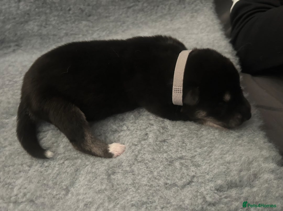 Siberian Husky dogs for sale: Lovely husky puppies, ready for new homes on 25/8 - Image 12