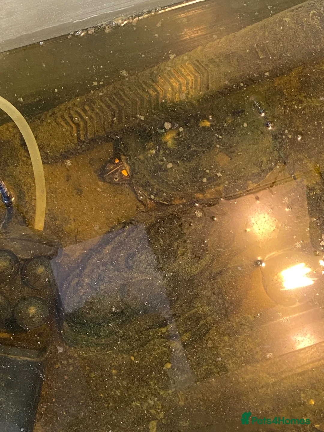 Turtle reptiles for sale: Turtle and Tank  in Portsmouth - Advert 1