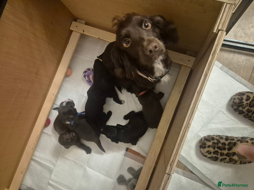 Cocker Spaniel dogs for sale: Cocker spaniel puppies - Advert 1