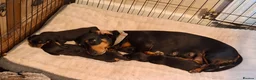 Miniature Dachshund dogs for sale: Miniature Dachshund puppies - Advert 2