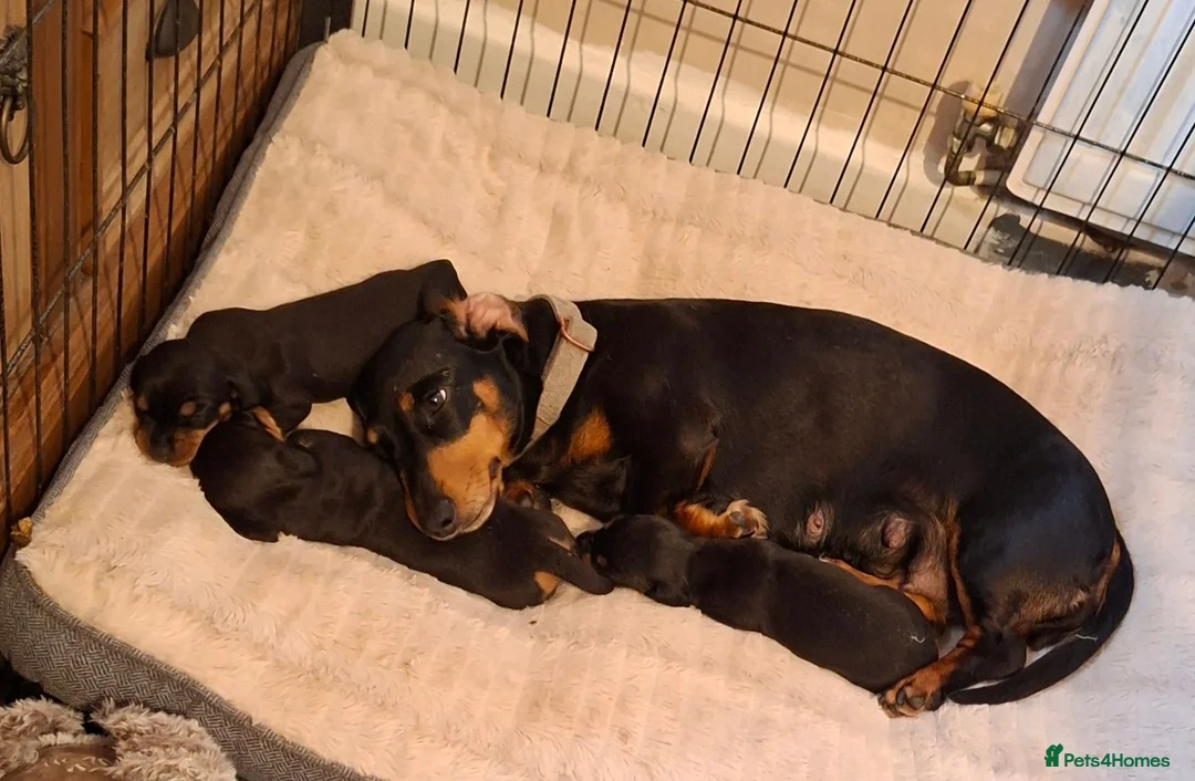 Miniature Dachshund dogs for sale: Miniature Dachshund puppies - Advert 2
