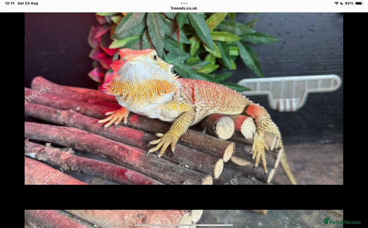 Bearded Dragon reptiles - Advert 1