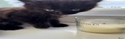 Mixed Breed cats for sale: Kittens for sale  - Advert 2