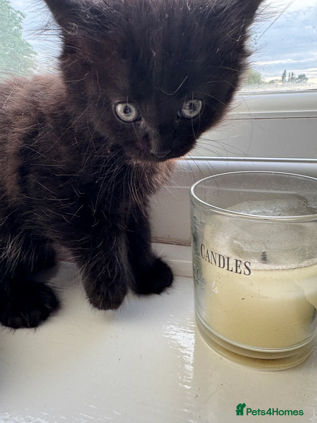 Mixed Breed cats for sale: Kittens for sale  - Advert 2