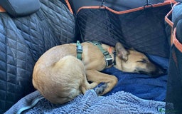 Mixed Breed dogs for adoption: Arnie is looking for the best home  - Image 9