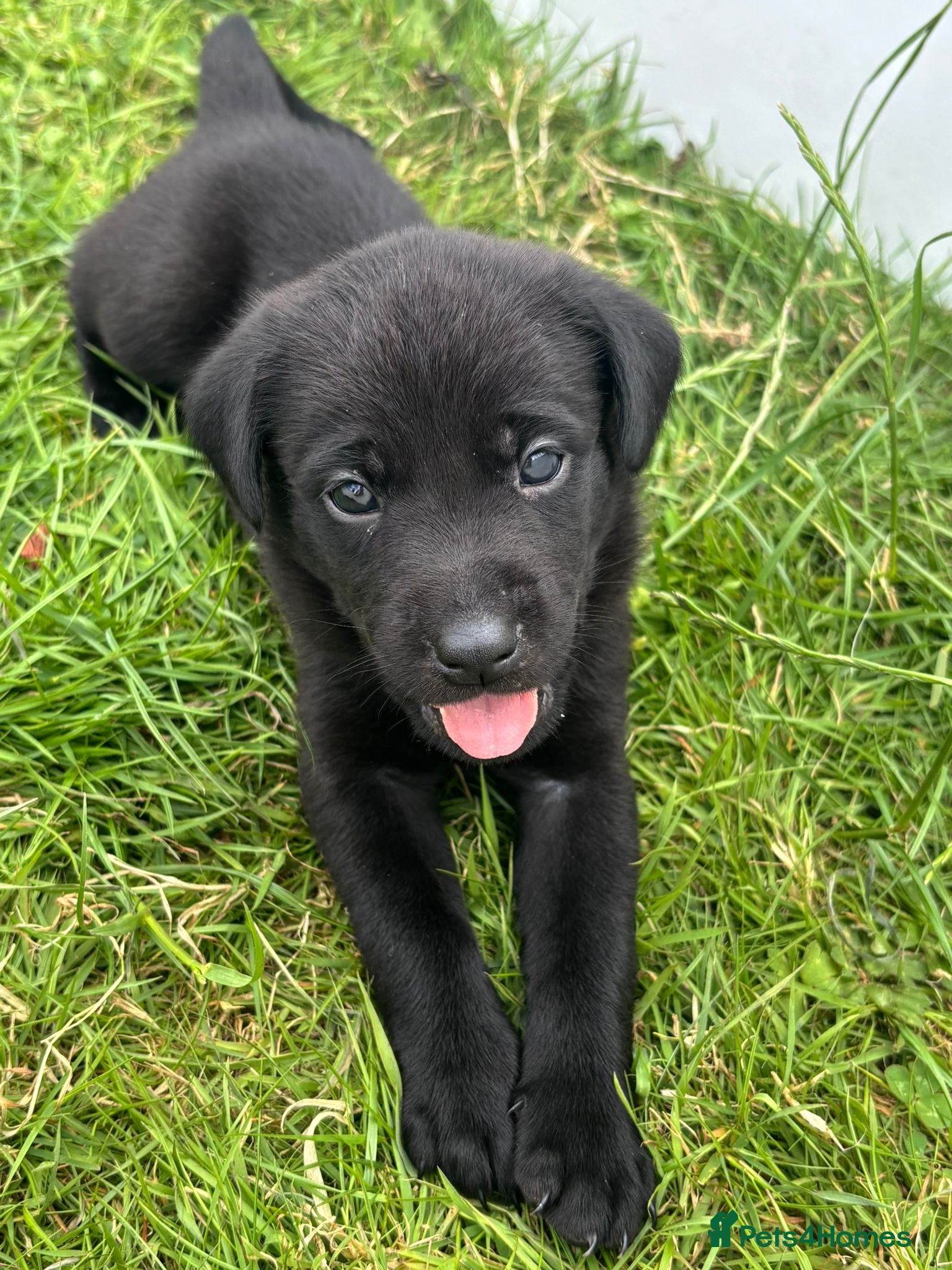 Mixed Breed dogs Labrador cross puppies  - Advert 5