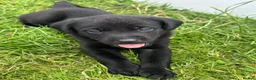 Mixed Breed dogs for sale: All Puppies now reserved   - Advert 2