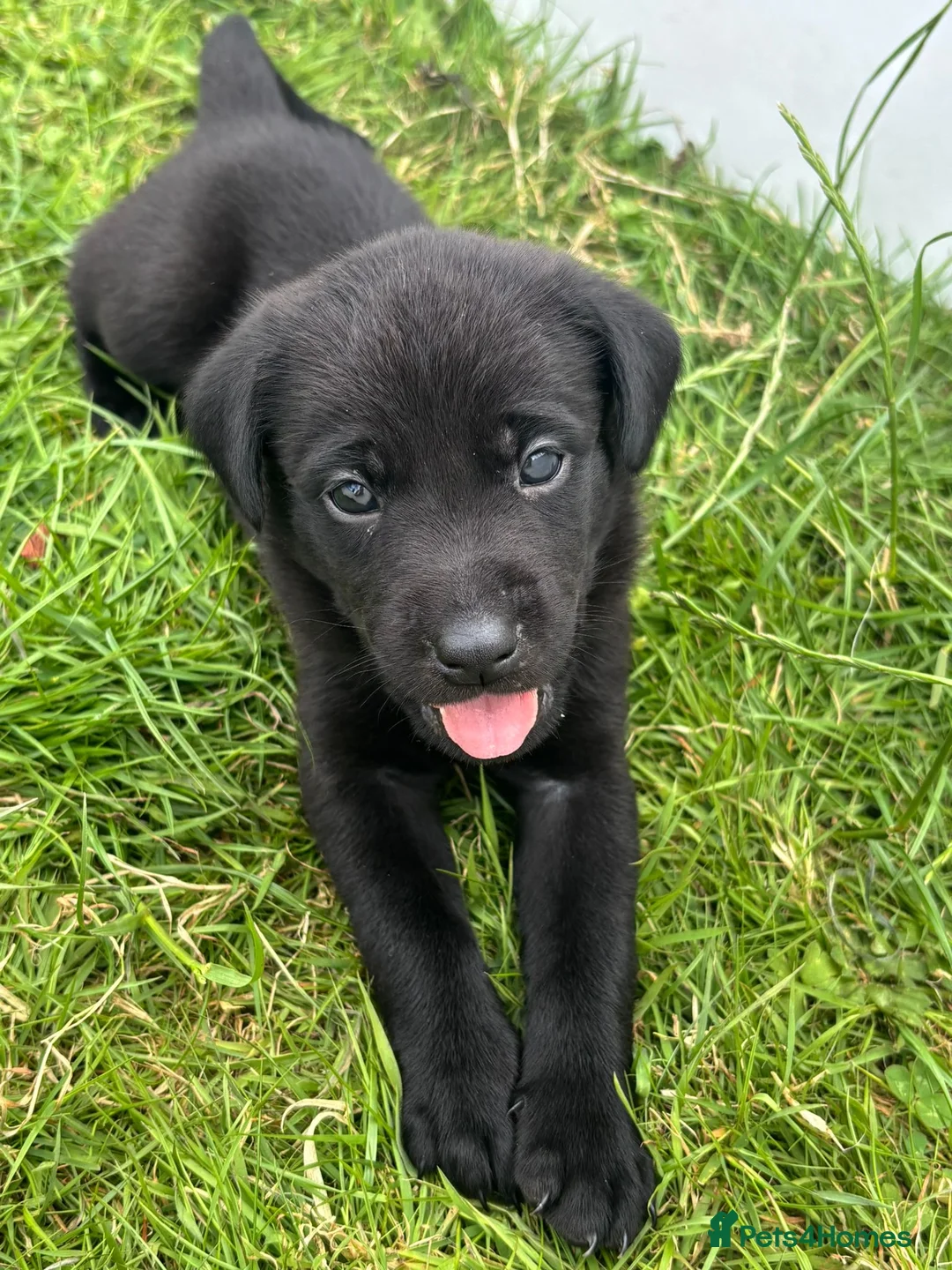 Mixed Breed dogs for sale: All Puppies now reserved   - Advert 2