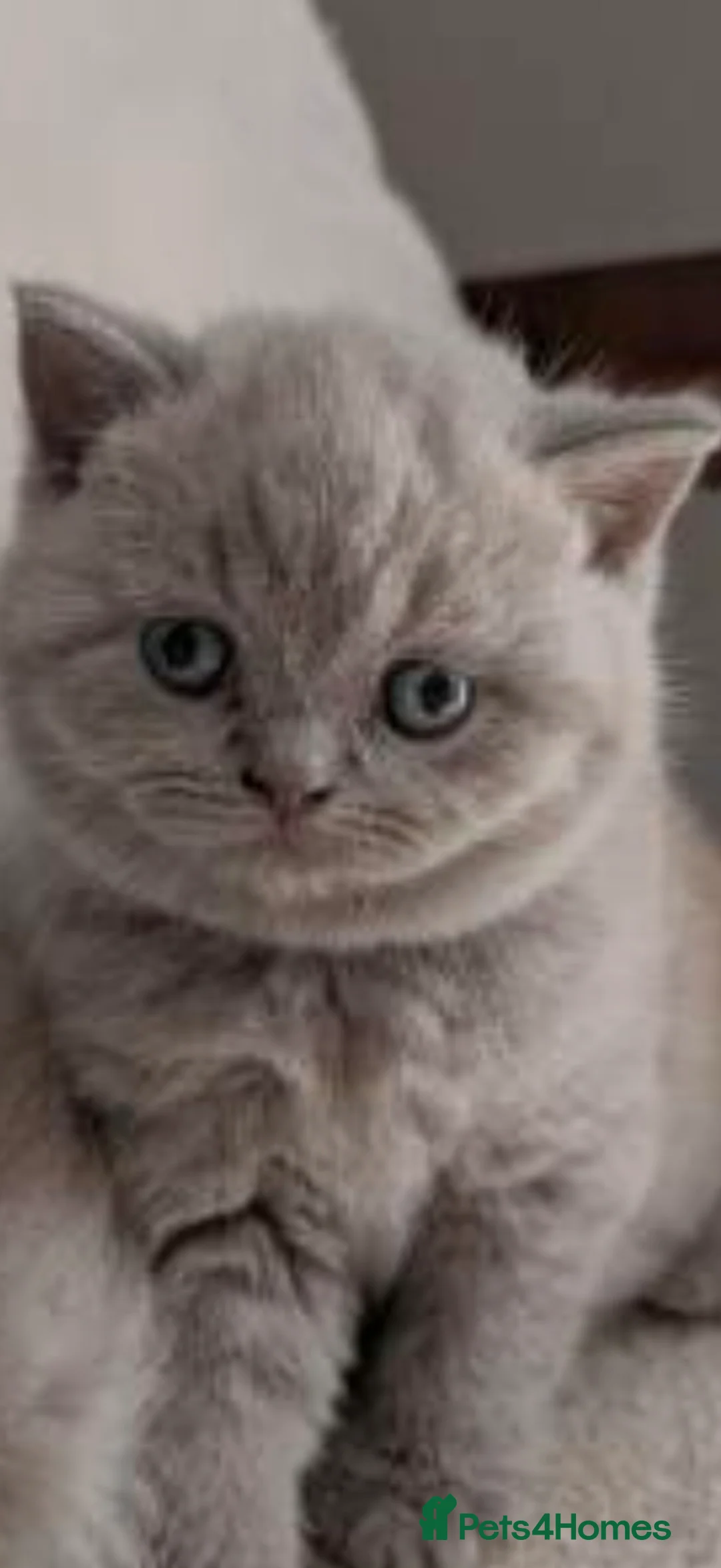 British Shorthair cats for sale: Chuncky breed GCCF Lilac British shorthair - Advert 2