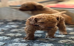 Poodle dogs for sale: Standard Poodle Red  IKC Champion lines - Image 3