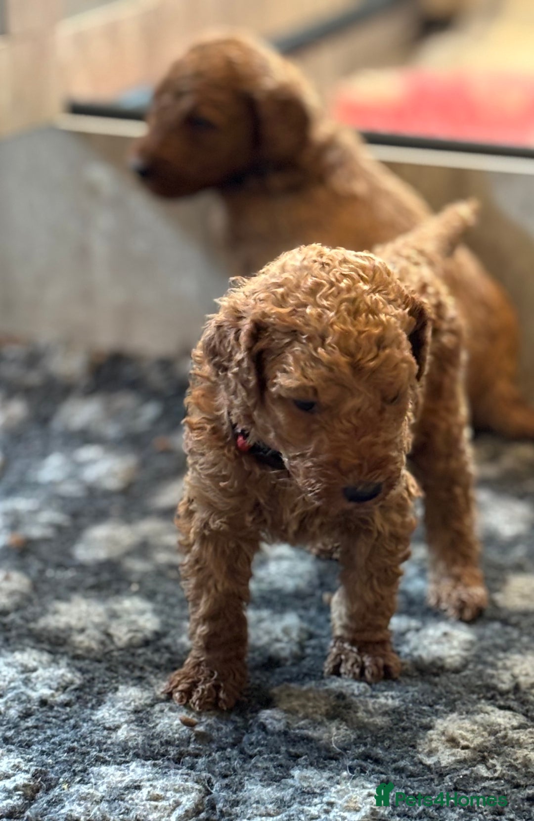Poodle dogs for sale: Standard Poodle Red  IKC Champion lines - Image 3