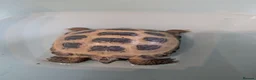 Tortoise reptiles for sale: Male and female horsefield tortoise  - Advert 2
