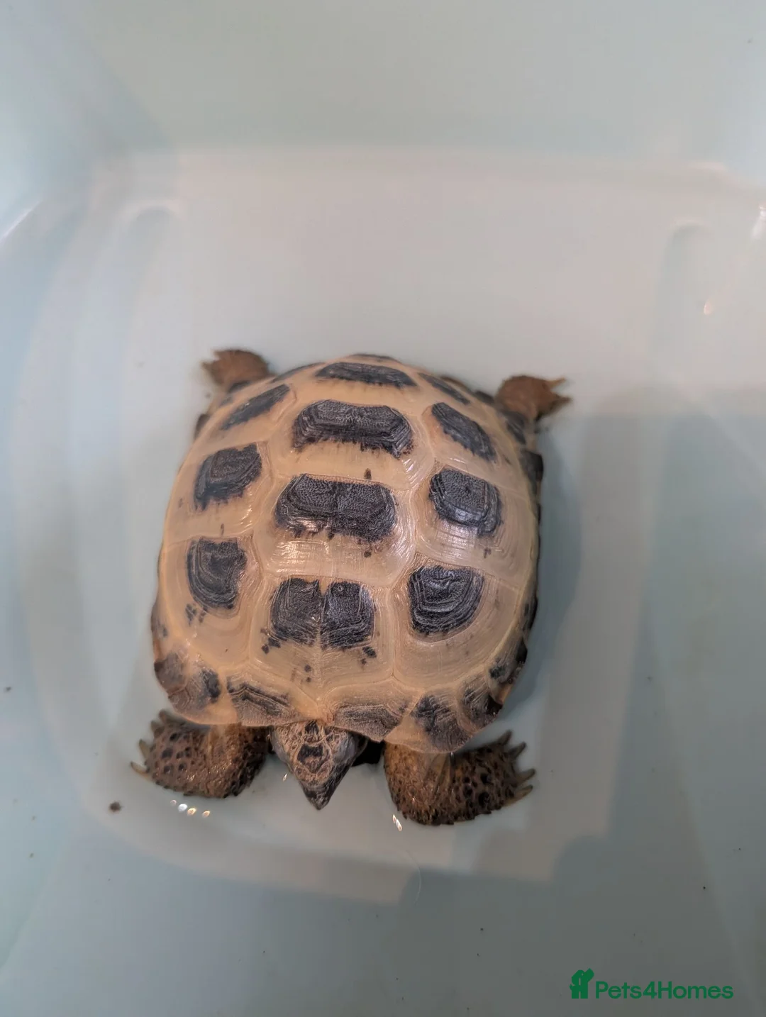 Tortoise reptiles for sale: Male and female horsefield tortoise  - Advert 2