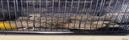 Mixed Breed birds for sale: Black francolin kala teeter - Advert 1