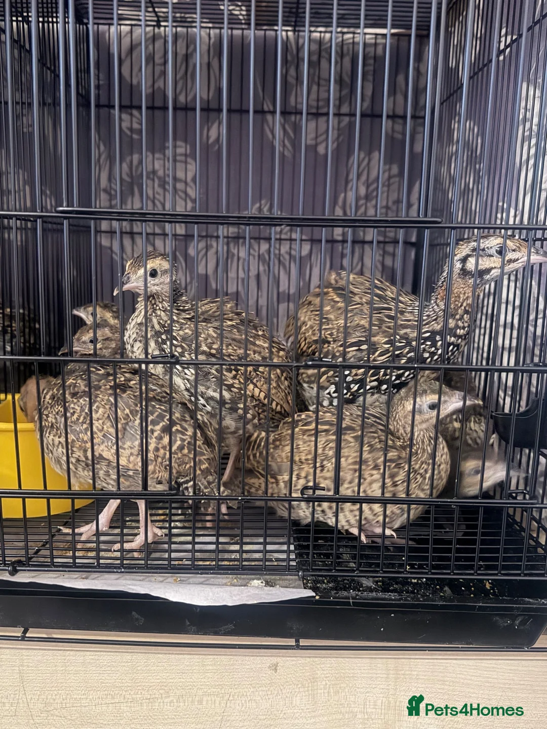 Mixed Breed birds for sale: Black francolin kala teeter - Advert 1
