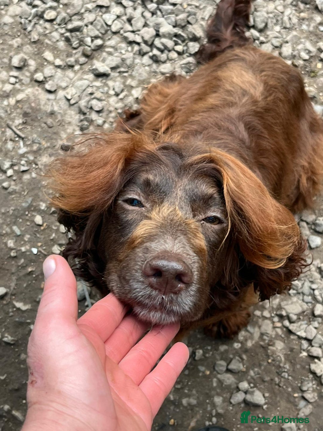 Cockapoo dogs for sale: Beautiful cockapoo pups ready now - Image 15