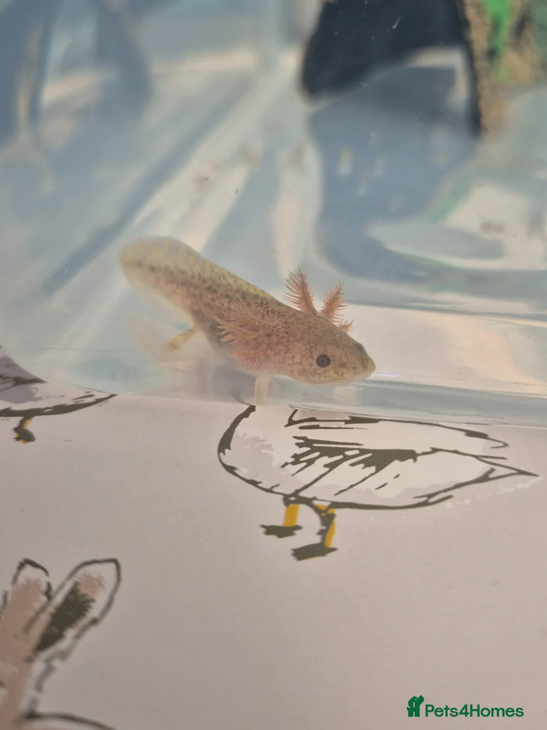 Other/Mixed Breed fish for sale: Axolotl for sale  in Barry - Advert 1