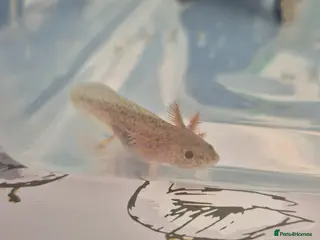 Other/Mixed Breed fish Axolotl for sale - Advert 4