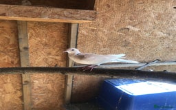 Doves birds for sale: Ring neck doves - Image 8