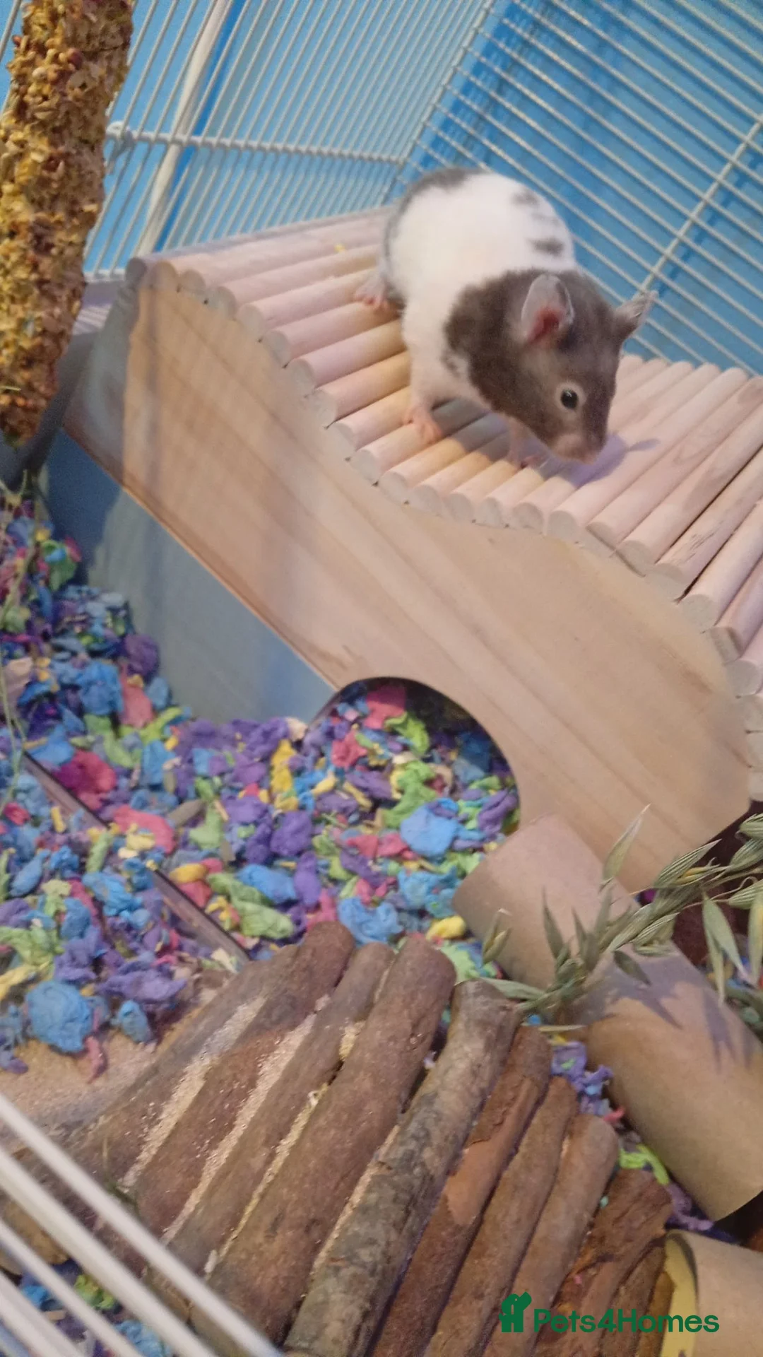 Hamster rodents for sale: female Syrian hamster  - Advert 1