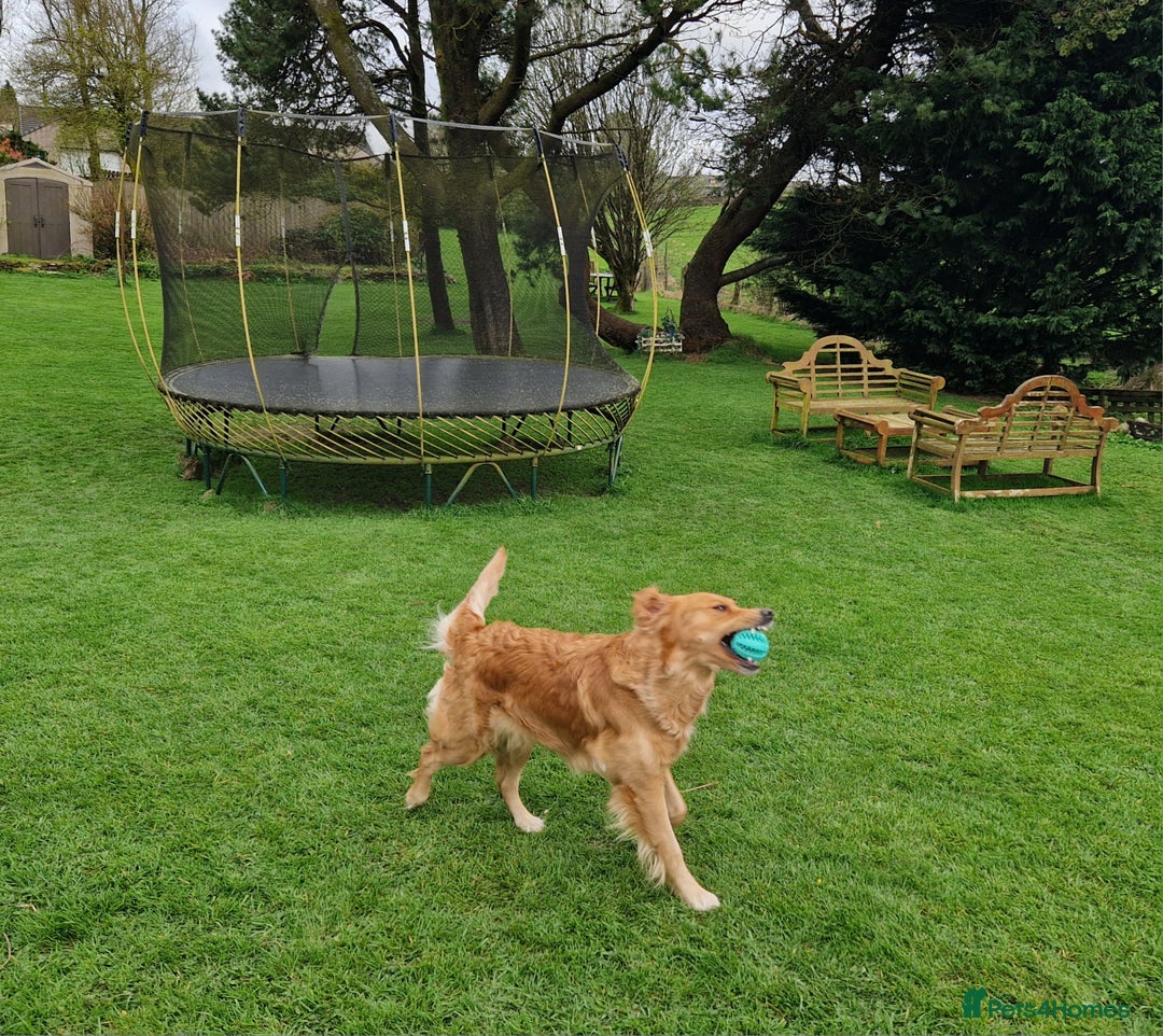 Golden Retriever dogs for sale: Gorgeous dark golden litter - Image 8