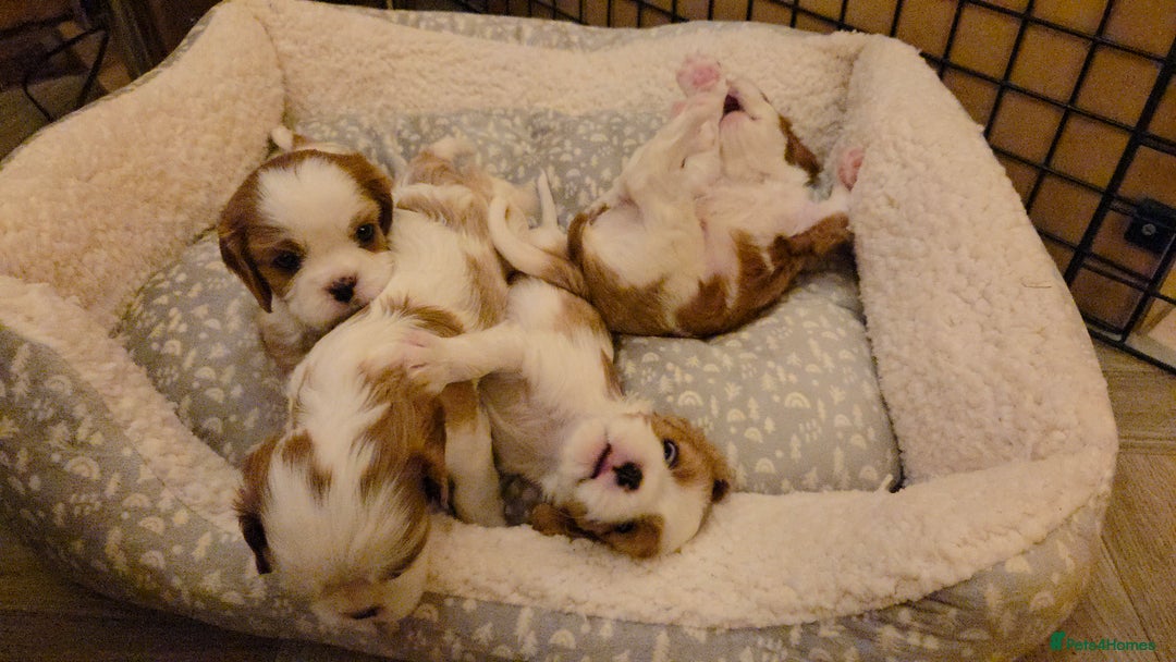 Cavalier King Charles Spaniel dogs for sale: Cavalier King Charles Spaniel 3 x puppies - Advert 25