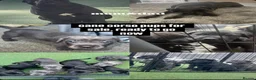 Cane Corso dogs for sale: Cane Coros Puppies For Sale  - Advert 5