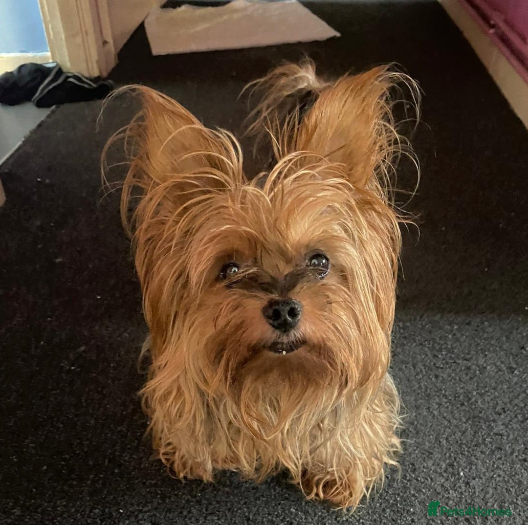 Yorkshire Terrier dogs for adoption: Gorgeous Yorkshire Terrier for adoption  - Image 2