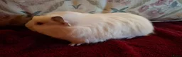 Guinea Pig rodents for sale: Beautiful Baby Guinea-pigs ready Now  - Advert 3