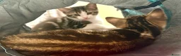 Mixed Breed cats for sale: Bonded pair of Tabby Kittens, Sulley and Boo. - Advert 5