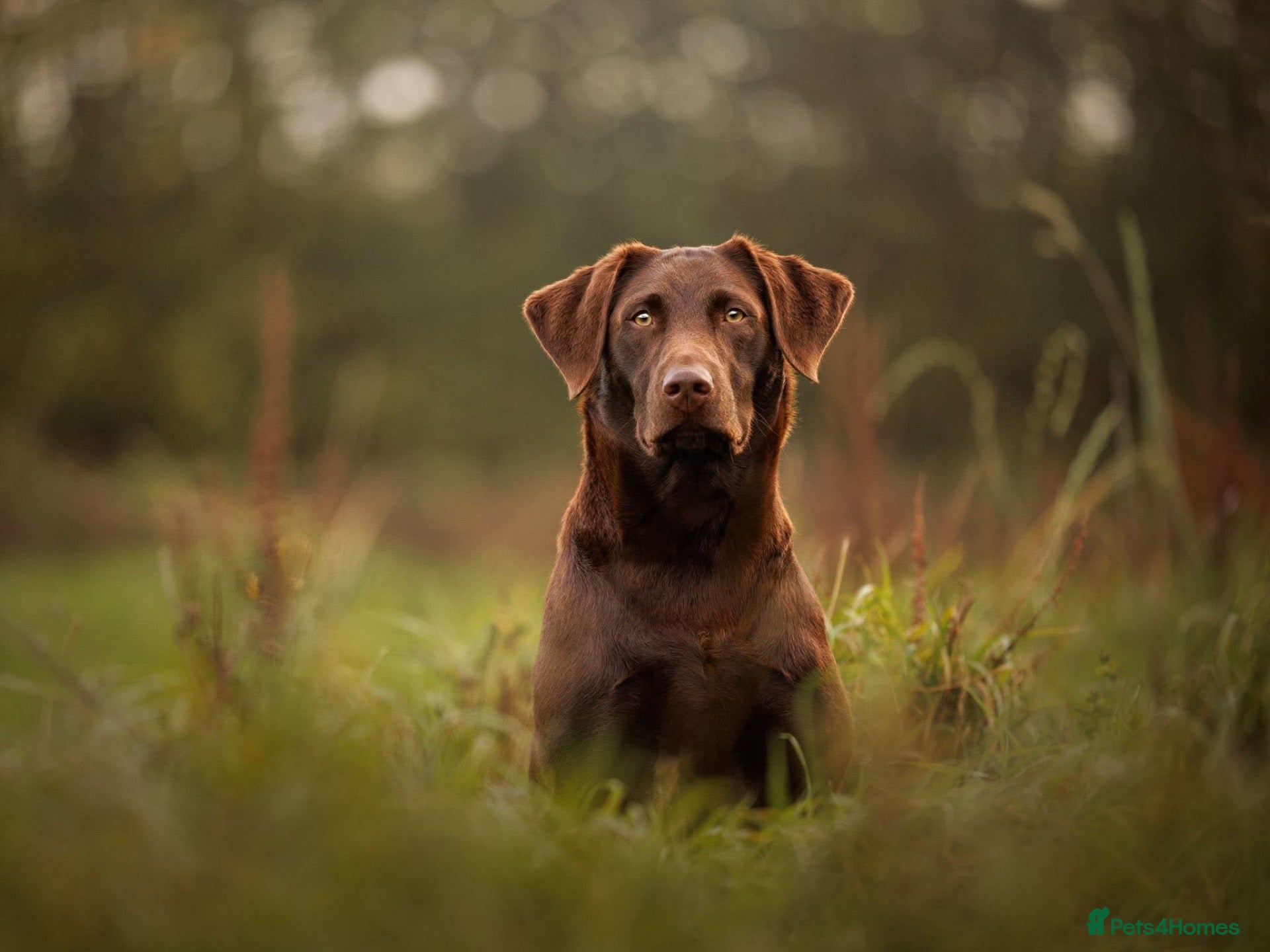 Labrador Retriever dogs for sale: Chocolate Labrador Puppies For Sale - Advert 2