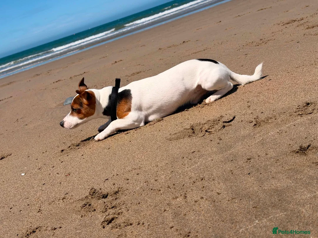 Jack Russell dogs for stud: Purebred Jack Russell Available for Stud - Advert 2
