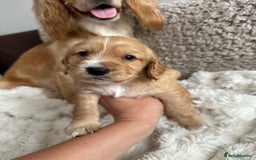 Cocker Spaniel dogs for sale: KC Registered working Cocker Spaniel Puppies  - Image 16