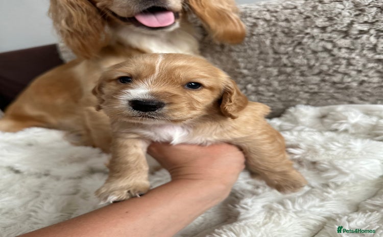 Cocker Spaniel dogs - Advert 10