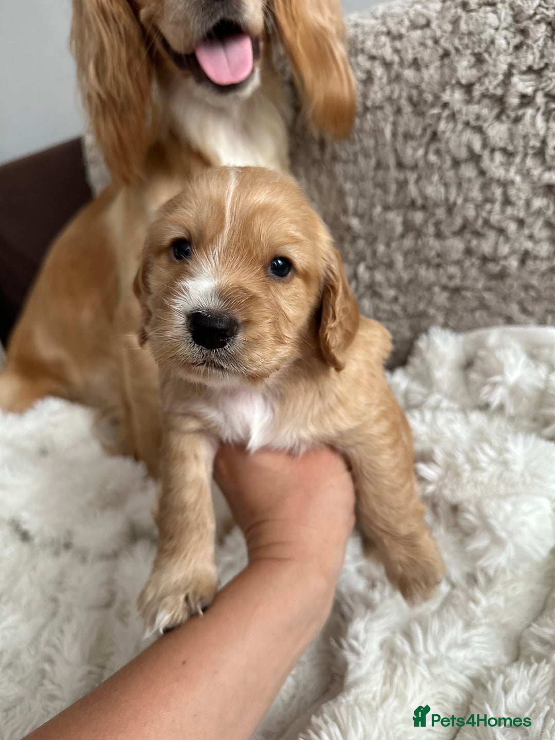 Cocker Spaniel dogs for sale: KC Registered working Cocker Spaniel Puppies  - Image 16