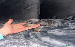Dachshund dogs for sale: KC miniature dachshunds  in Middlesbrough - Image 14