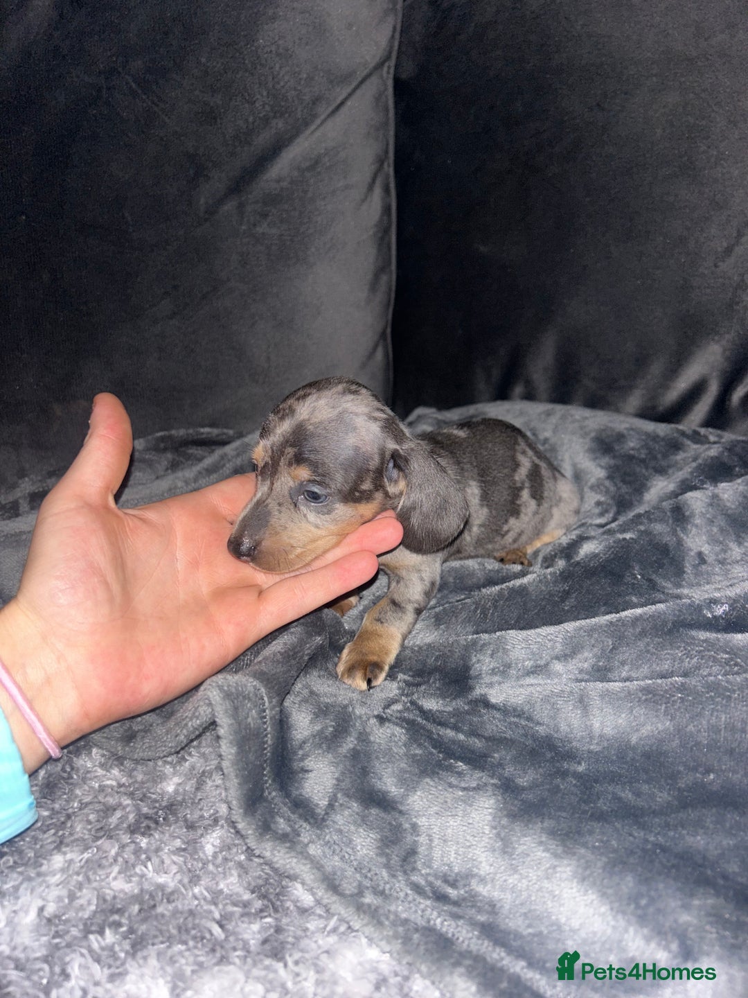 Dachshund dogs for sale: KC miniature dachshunds  in Middlesbrough - Image 14