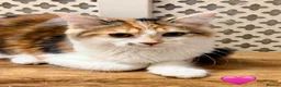 Maine Coon cats for sale: 💖 MAINE COON X RAGDOLL *PARENTS HEALTH TESTED* 💖 - Advert 5