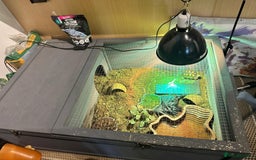 Tortoise reptiles for sale: Baby Sulcata. - Image 6