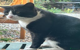 Ragdoll cats for sale: Ragdoll X 4 Beautiful kittens - Image 11