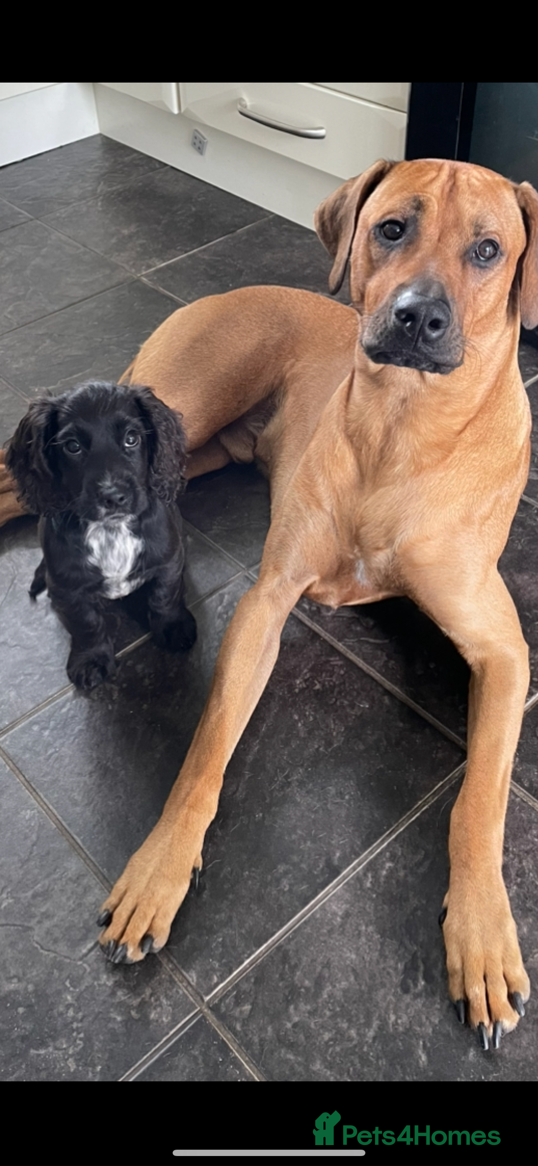 Rhodesian Ridgeback dogs for stud: Rhodesian Ridgeback - Advert 32